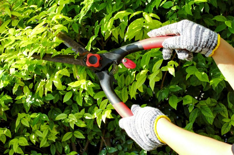 Winter Dormant Pruning