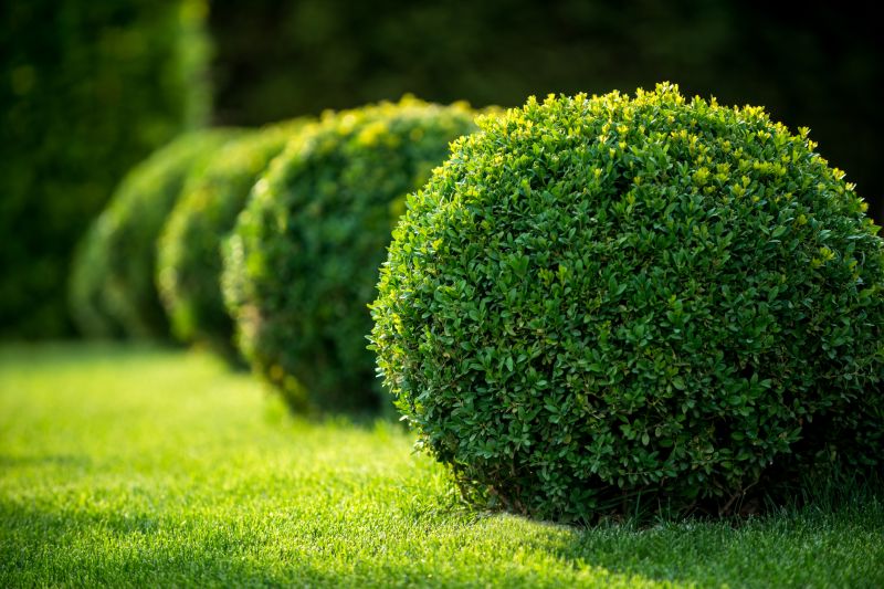 Healthy Green Shrubs