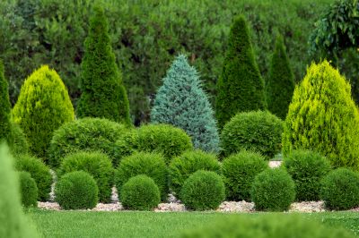 Maintain Beautiful and Healthy Hedges!