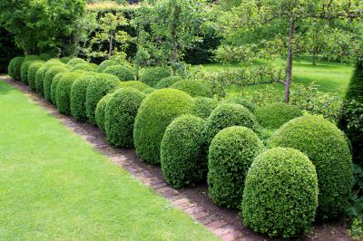 Maintain the Size of the Hedges with Trimming!