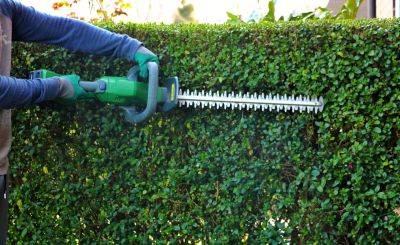 Trim Hedges to Improve Their Shape!