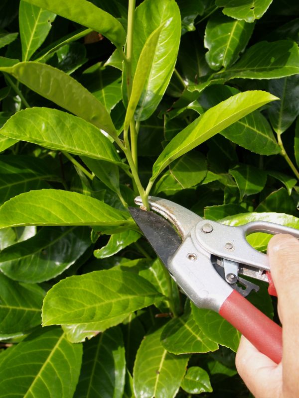 Hedge Pruning Tools and Supplies